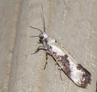 Prays fraxinella (Praydidae)? S